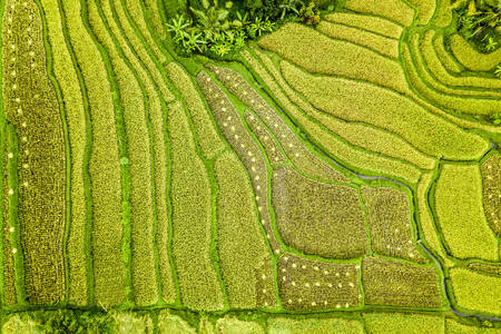 Vista a la terraza verde de arroz