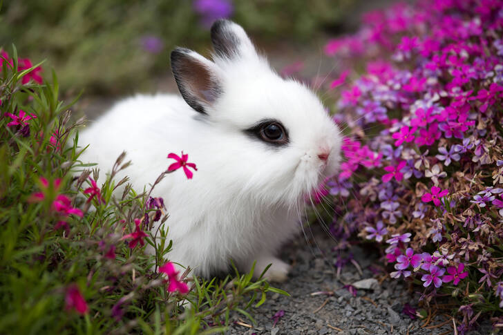 Lapin dans le jardin