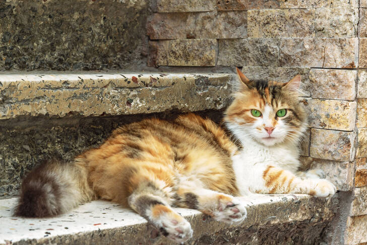 A cat is lying on the steps