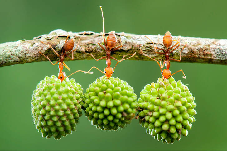 Red ants on a branch