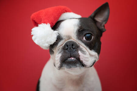 Boston Terrier com um chapéu de Ano Novo