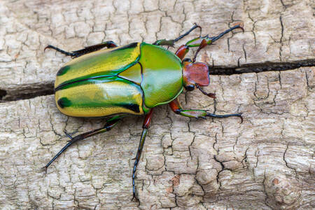 Kumbang Scarab