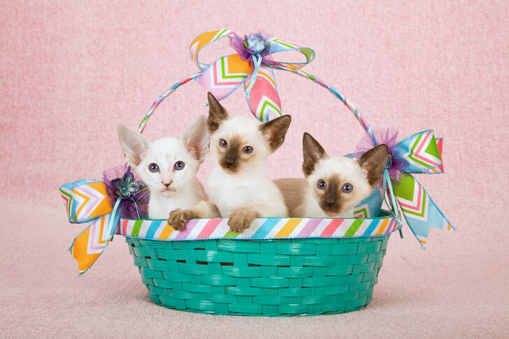 Siamese kittens in a basket