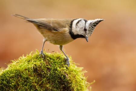 Mésange huppée