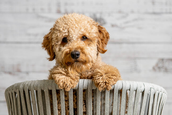 Filhote de Golden Doodle