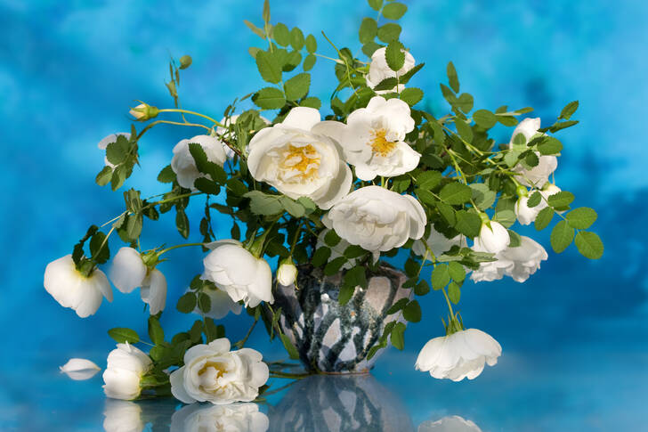 Weiße Rosen