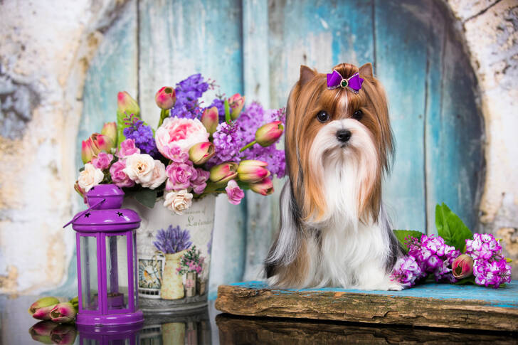 Yorkshire Terrier and a Bouquet of Flowers