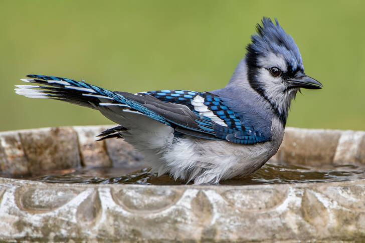 Burung Blue Jay di sarang