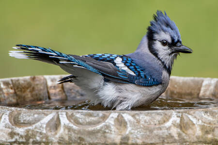 Blauwe gaai in het nest