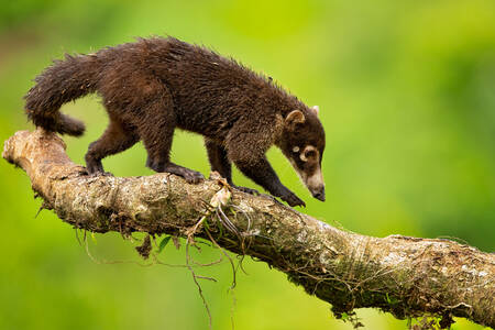 White-nosed coati