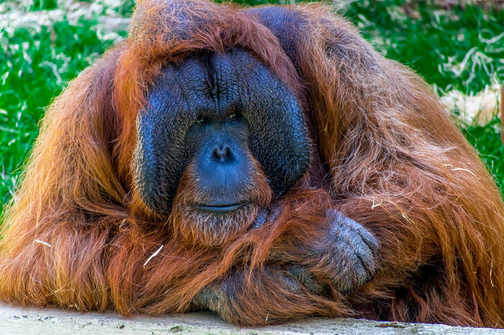 Isane Borneo orangutan