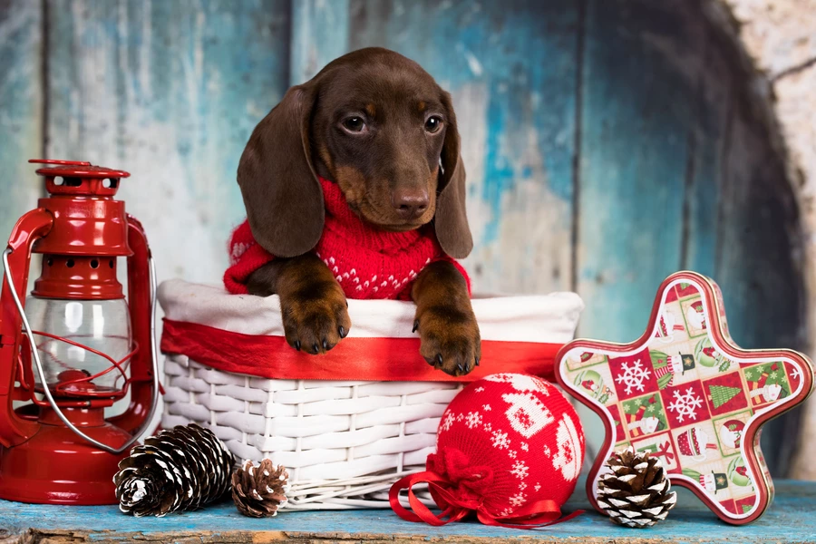 Dachshundvalp i en rød genser