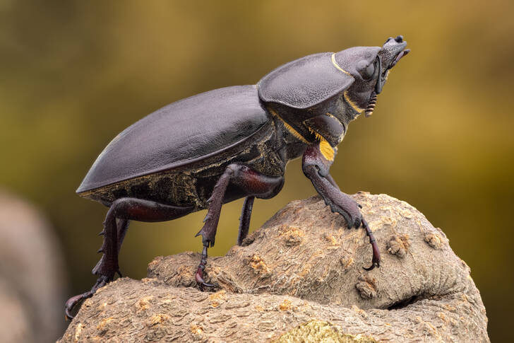 Escarabajo ciervo en una rama