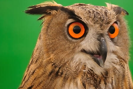 Eagle owl on a green background