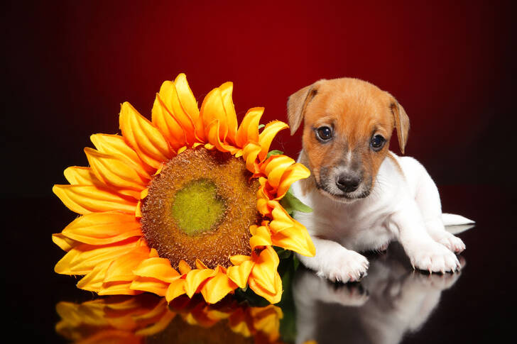 Jack Russell Terrier puppy and a sunflower