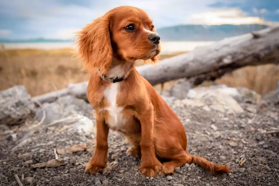 Spaniel pup