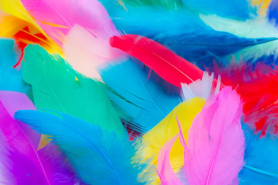 Plumes colorées