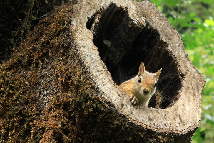 Squirrel in an old tree stump
