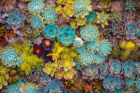 Succulents of different types