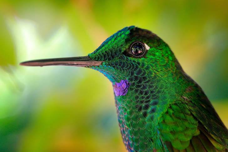 Diament kolibra z zieloną koroną
