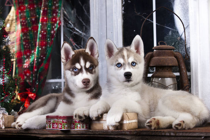 Husky puppies by the window