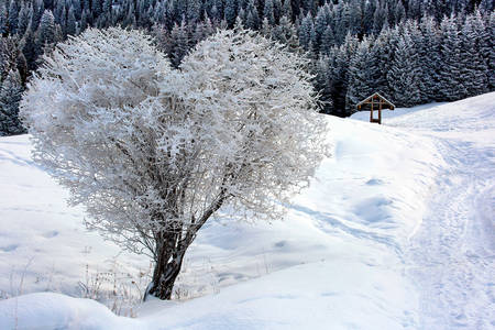 Heart shaped snow covered tree