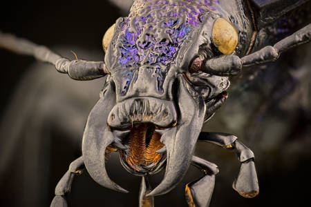 Fotografie macro a gândacului măcinat