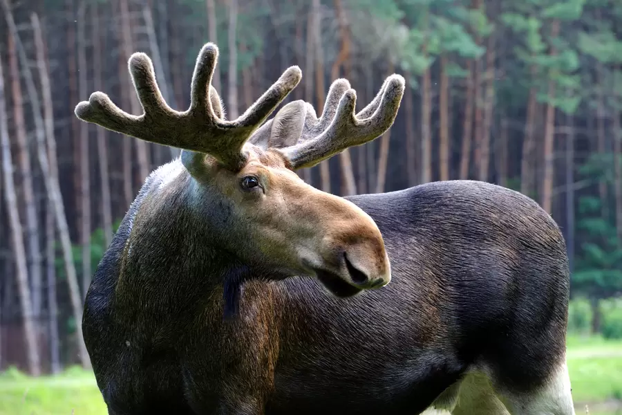 Елк