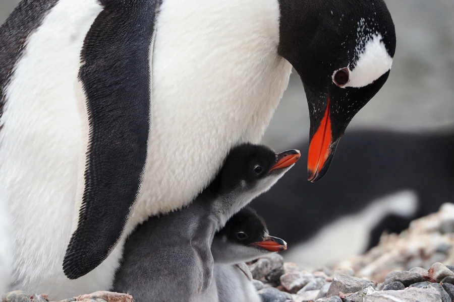Pinguïn met kuikens