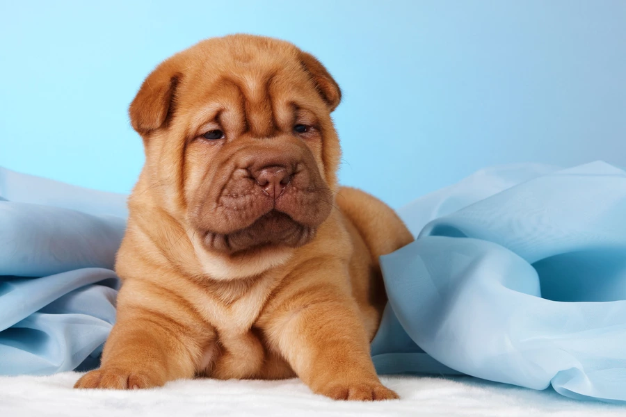 Cachorro sharpei
