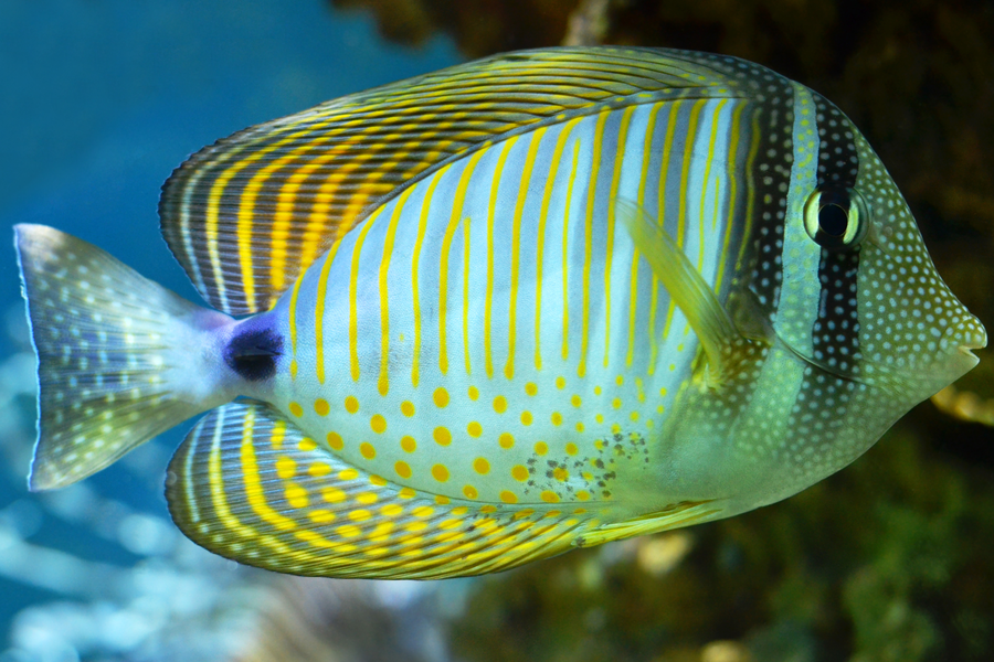 Poisson de mer