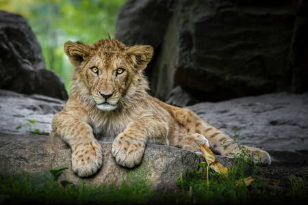 Lion cub on the stone
