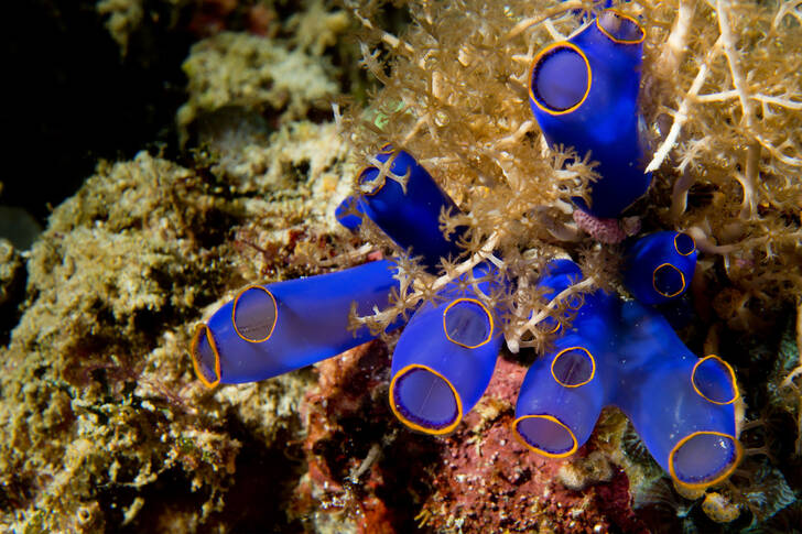 Blue corals on the reef