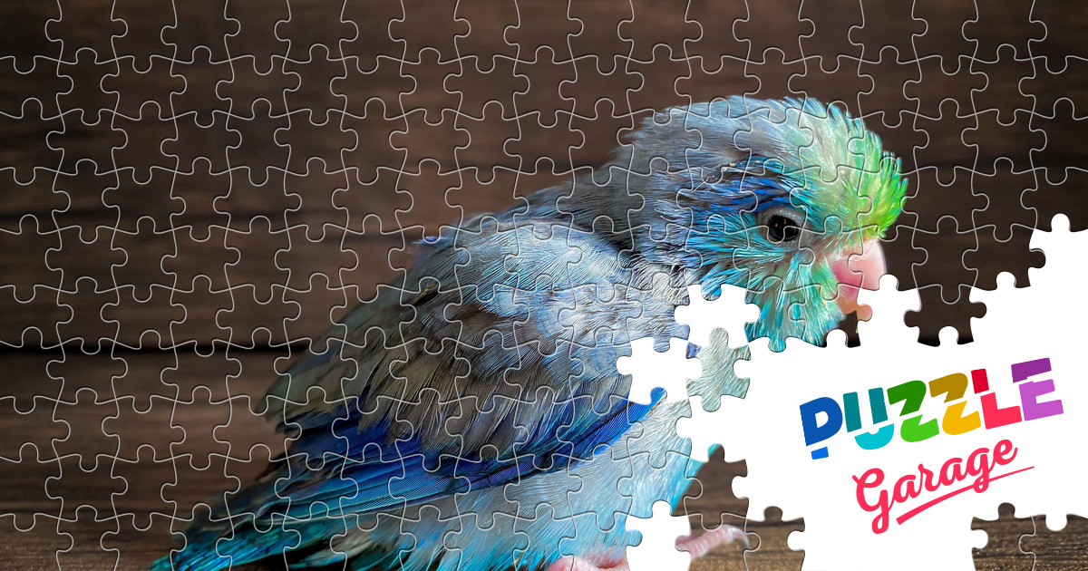 Pacific Parrotlet Jigsaw Puzzle (Animals, Birds) | Puzzle Garage