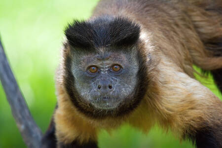 Tufted capuchin