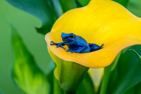 Blue poison frog