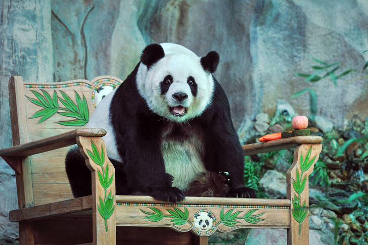 Panda bir sandalyede