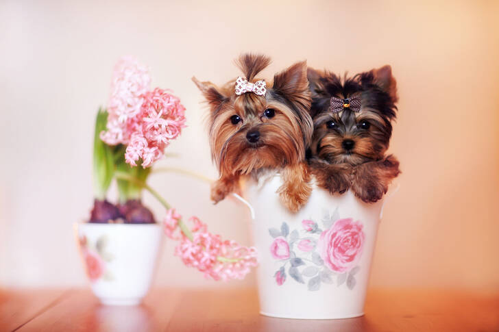 Yorkshire terrier puppies in a flowerpot