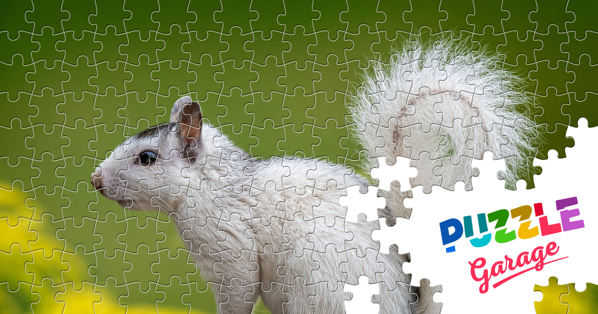 White squirrel Jigsaw Puzzle (Animals, Mammals) Puzzle Garage