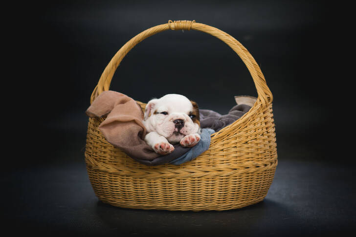 Filhote de bulldog inglês em uma cesta