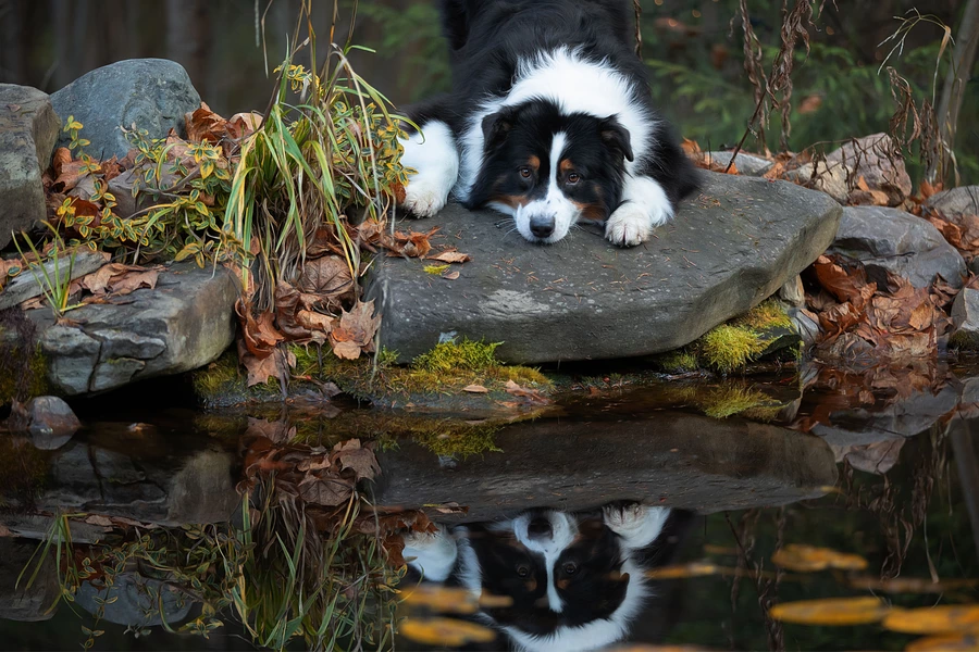 Border collie vid dammen