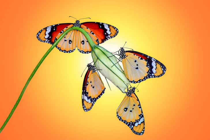 Schmetterlinge auf einem orangefarbenen Hintergrund