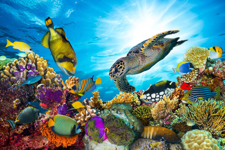 Peixes de recife e tartaruga