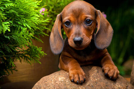 Little dachshund puppy