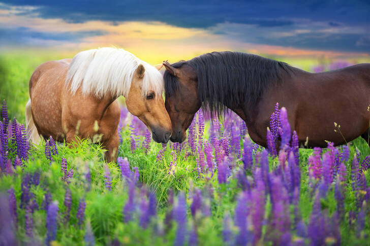 Pferde in Lupinenfarben