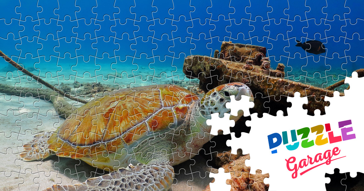 Sea turtle Jigsaw Puzzle (Animals, Marine life) | Puzzle Garage