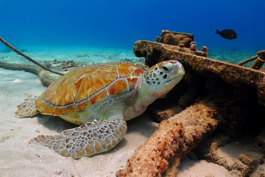 Zeeschildpad