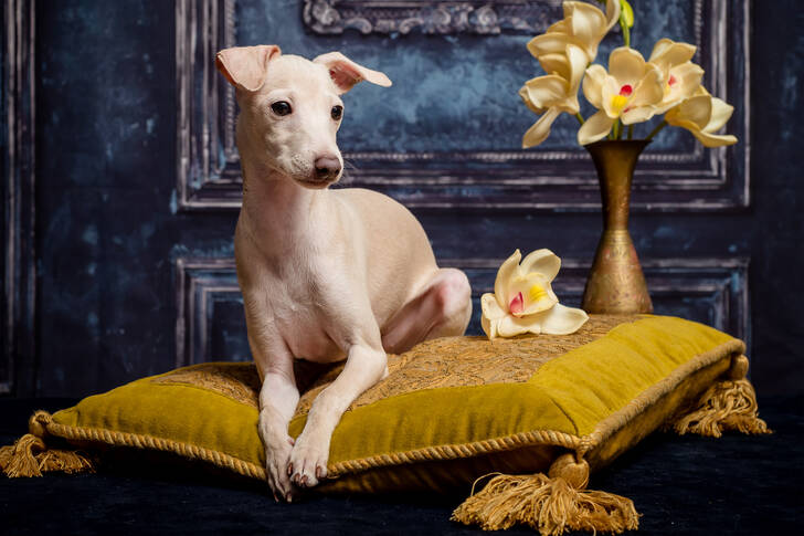 Câine pe o pernă galbenă