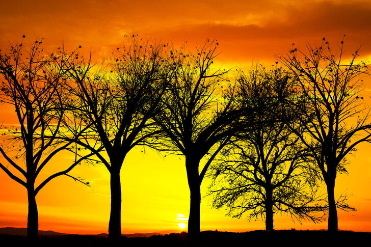 Bäume vor Sonnenuntergang im Hintergrund