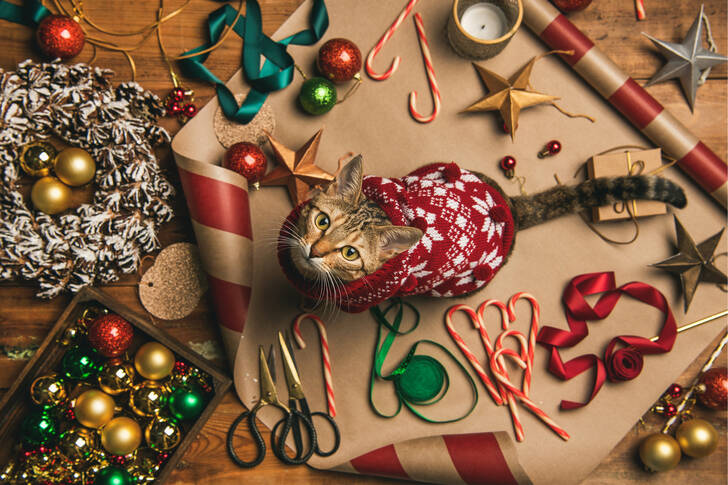 Kat in een kersttrui